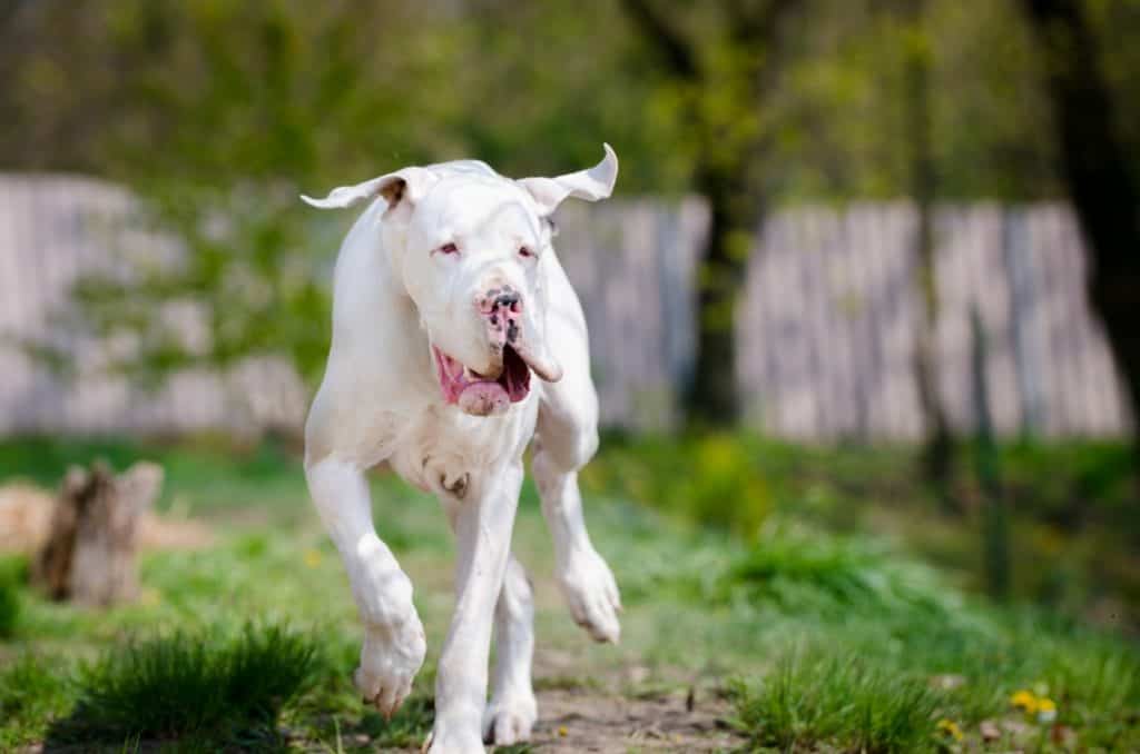 12 Things You Didn't Know About White Great Danes: Are White Great Danes Deaf and Blind? 20 WHITE GREAT DANE