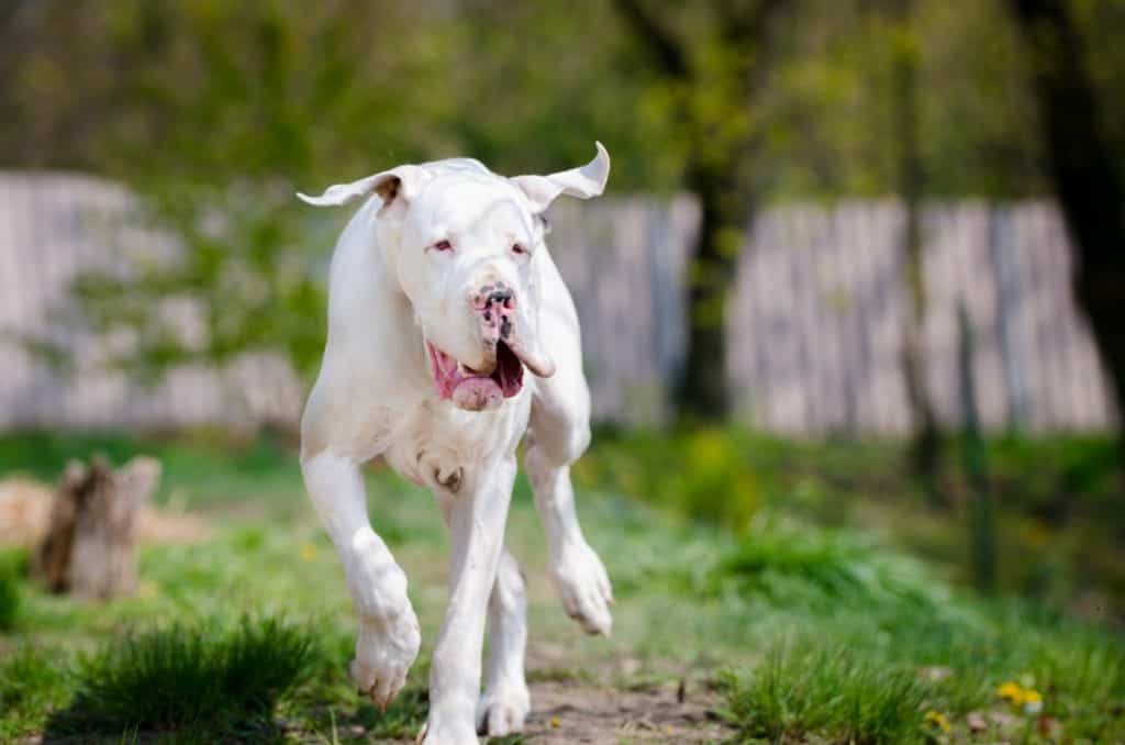 White great dane running 1024x678 1