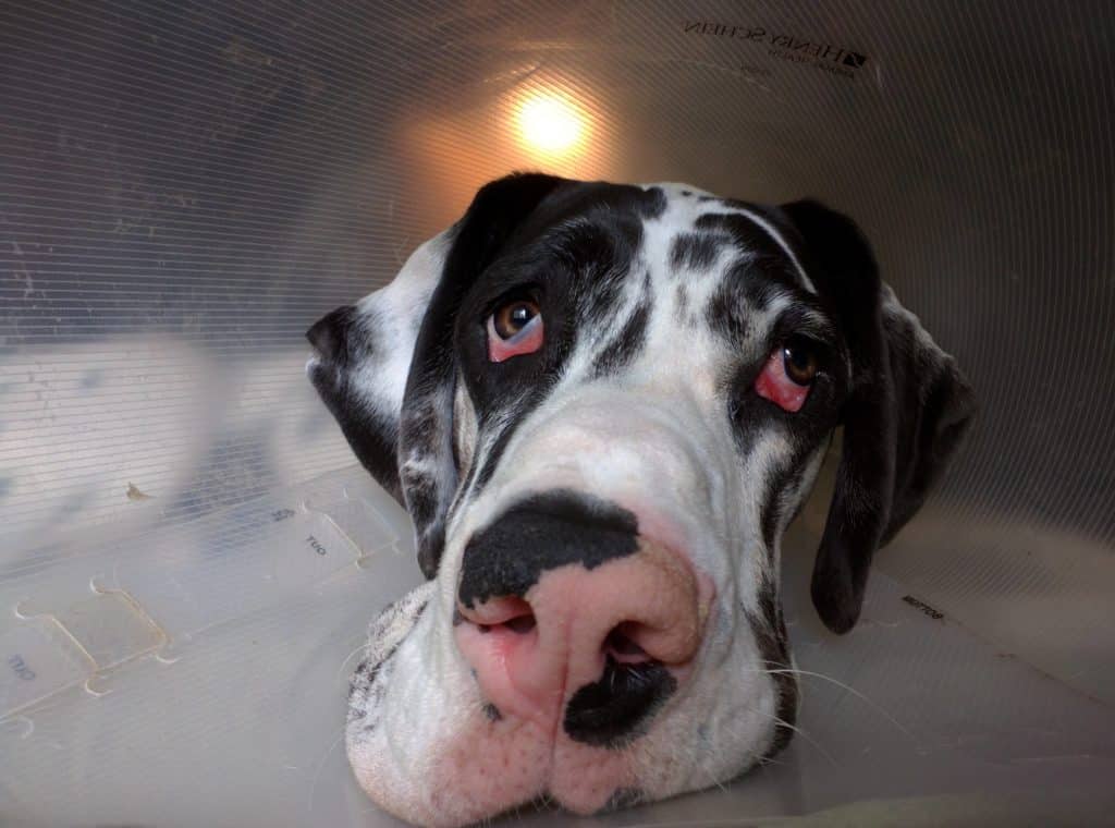 One Big Droopy Eyed Dog: Eyelid Ectropion in a Dog's Eye 6 Droopy Eyed Dog