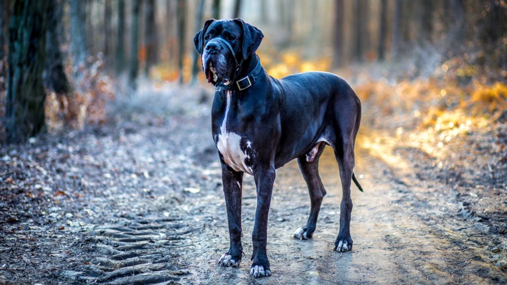 WHAT WERE GREAT DANES BRED FOR