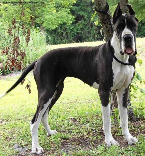 Ibuprofen Poisoning in Dogs Acting Quickly if Your Dog is in Danger