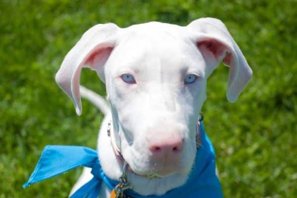 The Magnificent Harlequin Great Dane 17 HARLEQUIN GREAT DANE