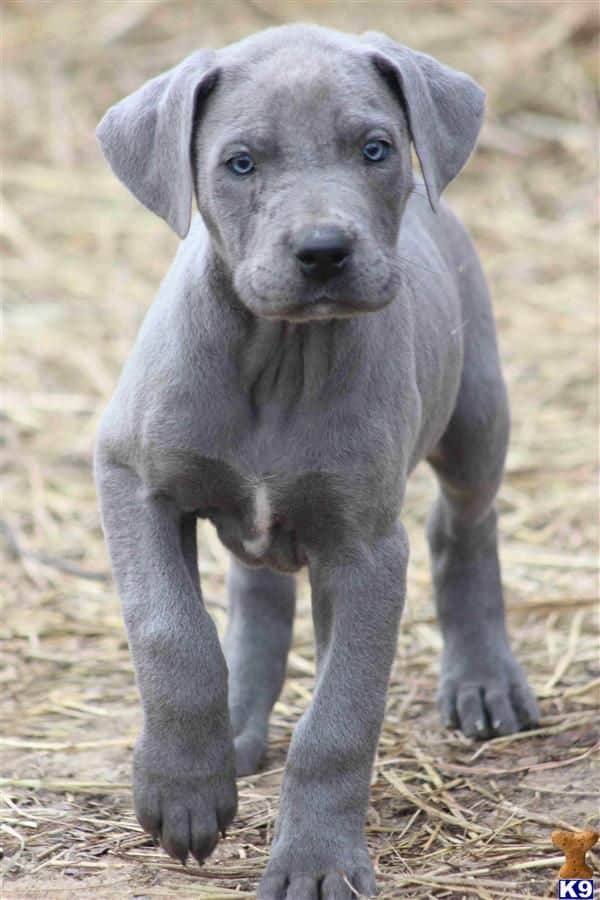 How to Choose a Great Dane Breeder Near Me 3 Great Dane Breeder Near Me