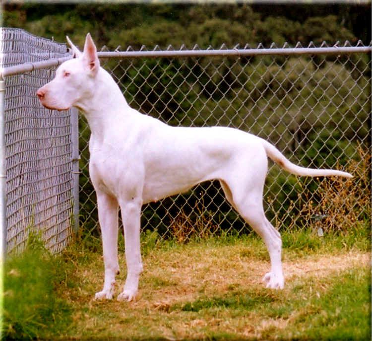 12 Things You Didn't Know About White Great Danes: Are White Great Danes Deaf and Blind? 19 WHITE GREAT DANE
