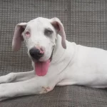 Great Dane Puppy Food 16 b56f87 7e745cec88f4421f97e7fe58ec65936a mv2