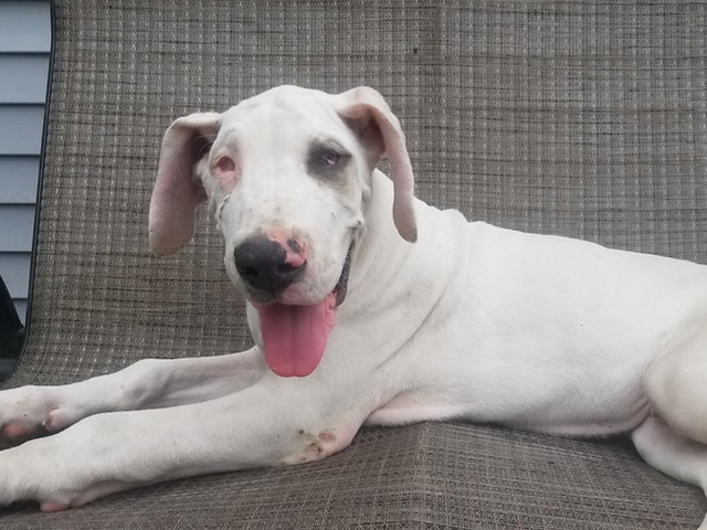 12 Things You Didn't Know About White Great Danes: Are White Great Danes Deaf and Blind? 7 WHITE GREAT DANE