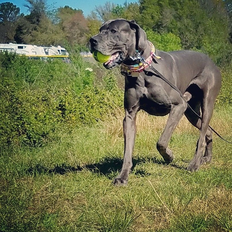 What Were Great Danes Bred For? The Surprising History of This Popular Breed 12 WHAT WERE GREAT DANES BRED FOR