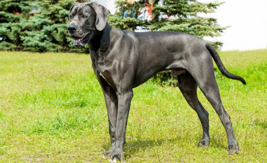 10 Steps to Caring for a Great Dane: Everything You Need to Know 4 Caring for a Great Dane