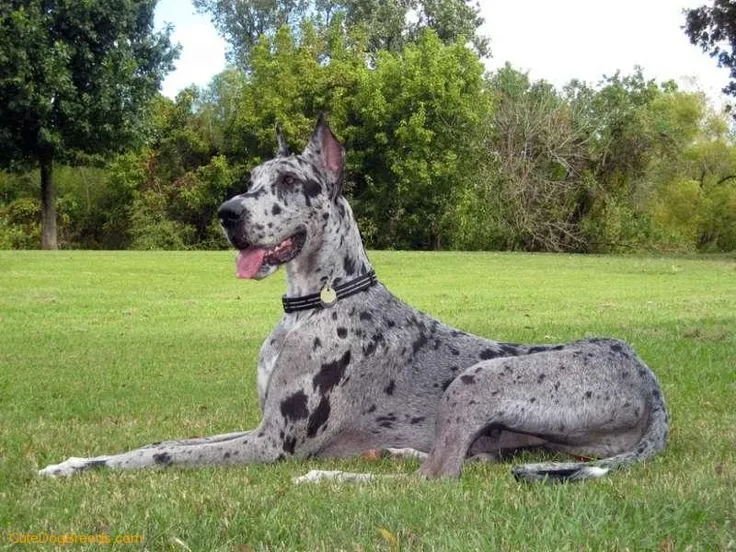 are merle great danes healthy