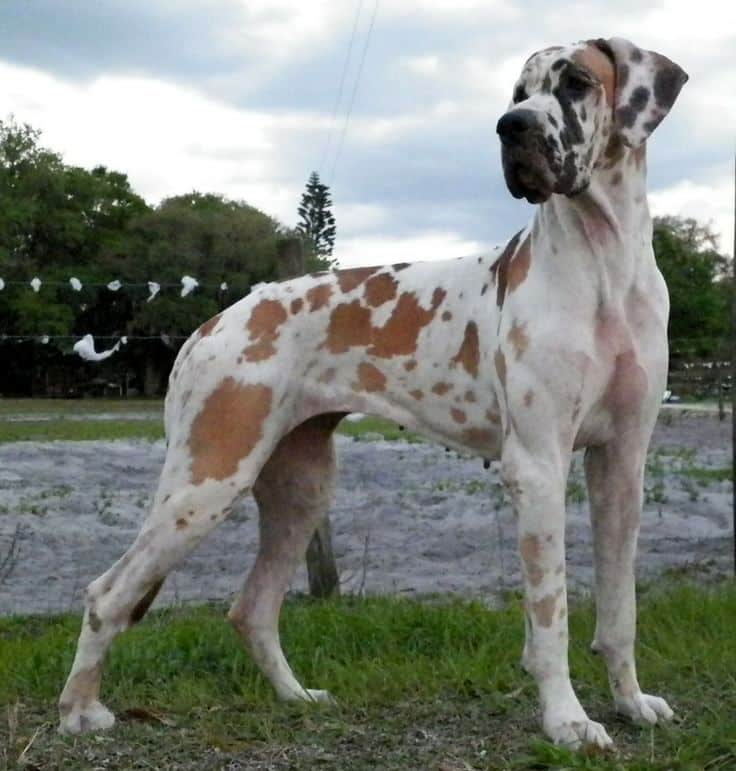 The Many Great Dane Spots, Colors and Stripes 11 Great Dane Spots
