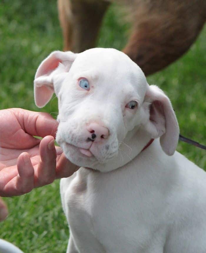12 Things You Didn't Know About White Great Danes: Are White Great Danes Deaf and Blind? 9 WHITE GREAT DANE