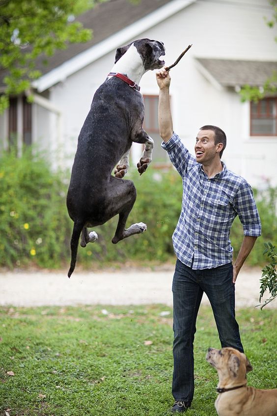 How to Stop a Great Dane Jumping Up 11 How to Stop a Great Dane Jumping Up