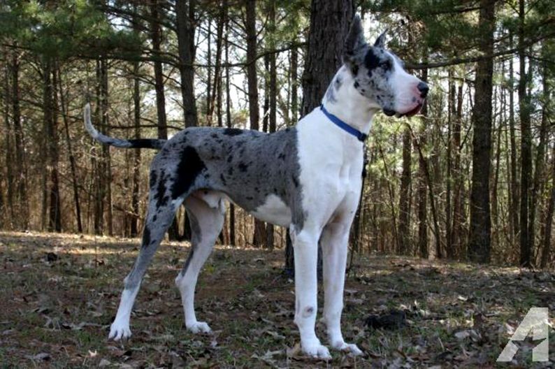 5 Big Dog Myths You Need to Know About 7 f5ffe8a96d8f6d35b10f3a252d9ce339