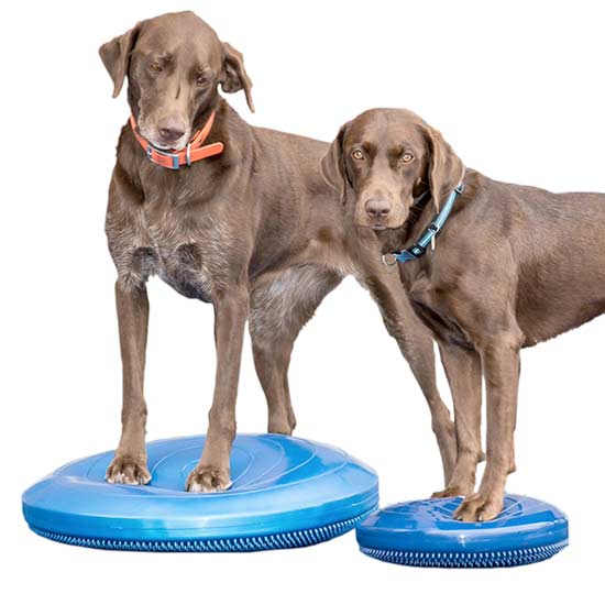 Gentle Leader vs. Prong Collar: Which is Better for Your Dog? 12 fitpaws discs2