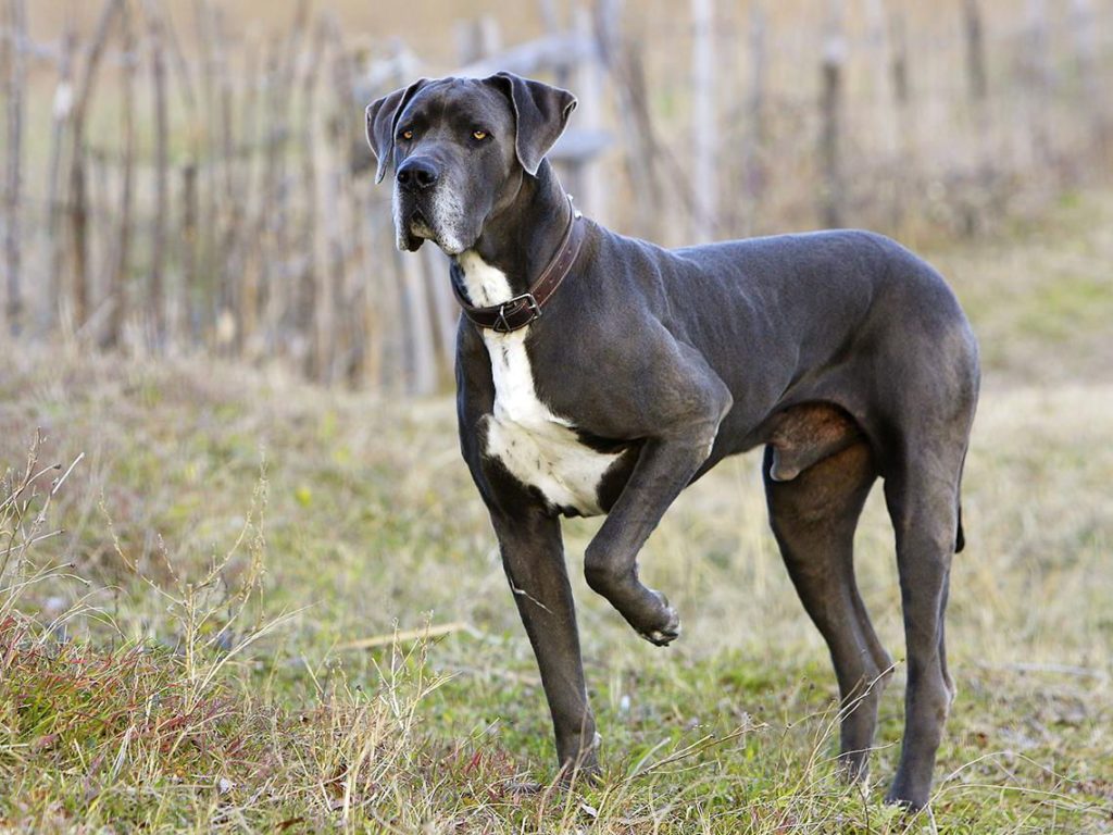 Caring for a Great Dane