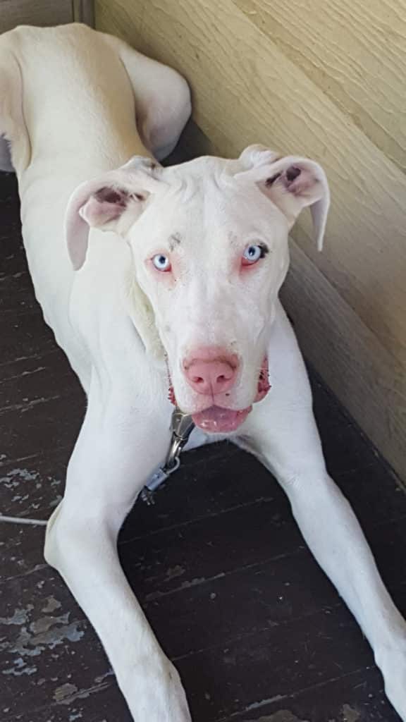 12 Things You Didn't Know About White Great Danes: Are White Great Danes Deaf and Blind? 11 WHITE GREAT DANE