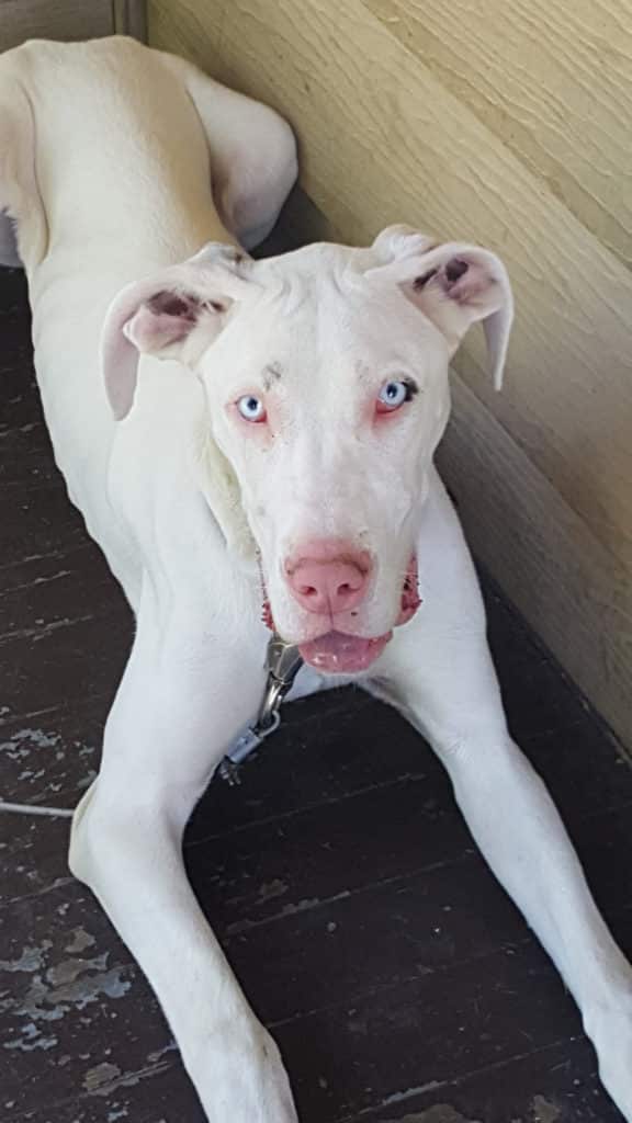 WHITE GREAT DANE