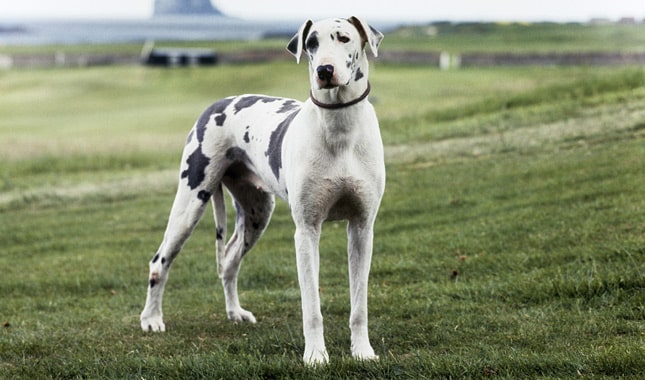 10 Steps to Caring for a Great Dane: Everything You Need to Know 9 Caring for a Great Dane