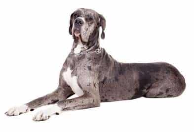 great dane blue merle 1