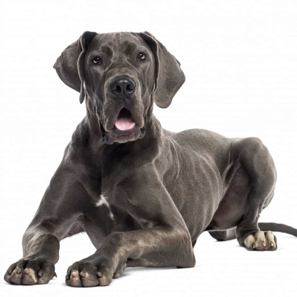 Why Great Dane Puppies Should Stay with the Litter Until 8 Weeks 2 Puppies Should Stay with the Litter Until 8 Weeks