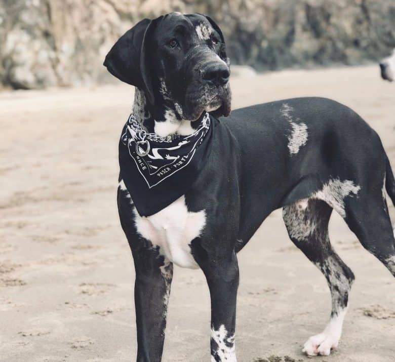 How to Choose a Great Dane Breeder Near Me 23 Great Dane Breeder Near Me