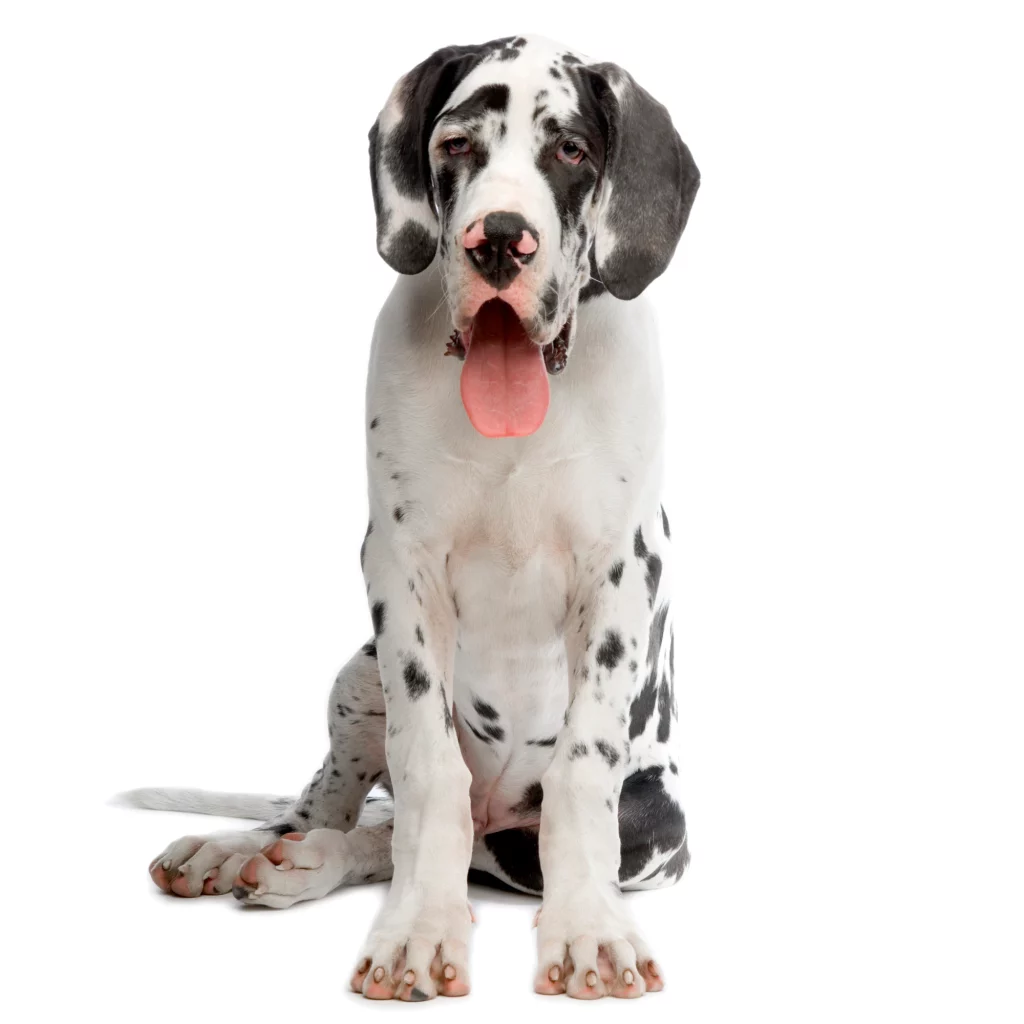 The Magnificent Harlequin Great Dane 3 HARLEQUIN GREAT DANE