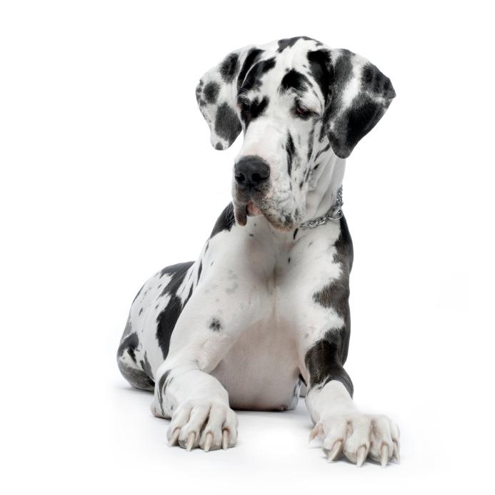 The Magnificent Harlequin Great Dane 7 HARLEQUIN GREAT DANE