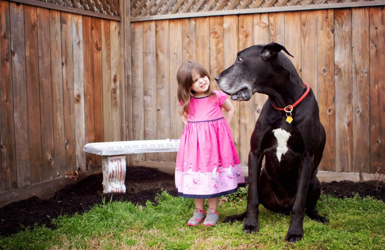 Are Great Danes Good with Kids? Hello Danes