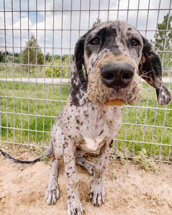 The 10 Most Adorable Great Dane Pictures 10 GREAT DANE PICTURES