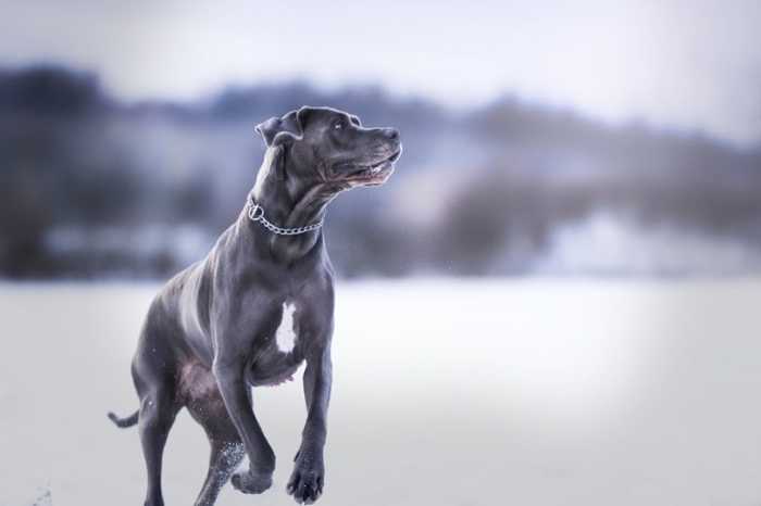 Magnificent Fawn Great Danes: 7 Awesome Things to Buy for a Fawn Great Dane 29 Fawn Great Danes