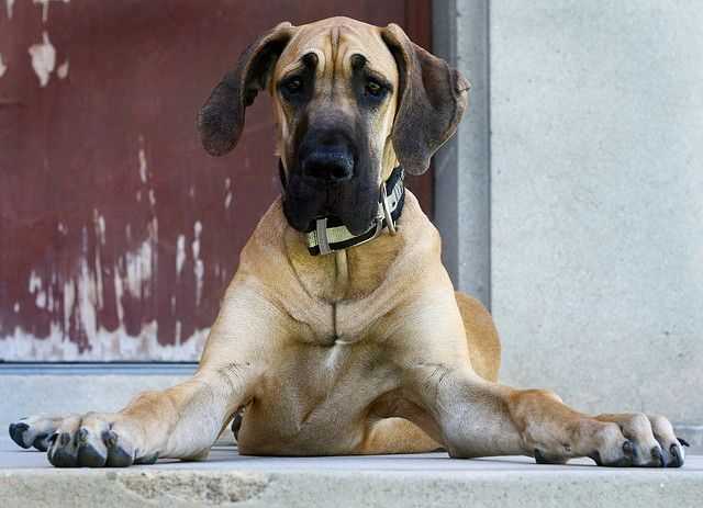 Magnificent Fawn Great Danes: 7 Awesome Things to Buy for a Fawn Great Dane 2 Fawn Great Dane