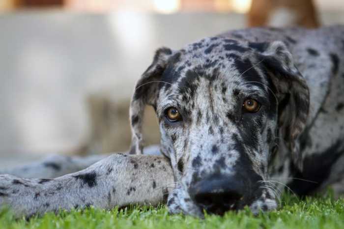 Magnificent Fawn Great Danes: 7 Awesome Things to Buy for a Fawn Great Dane 10 Fawn Great Danes