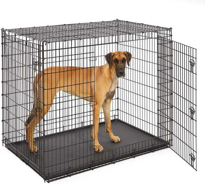 Magnificent Fawn Great Danes: 7 Awesome Things to Buy for a Fawn Great Dane 11 image 107