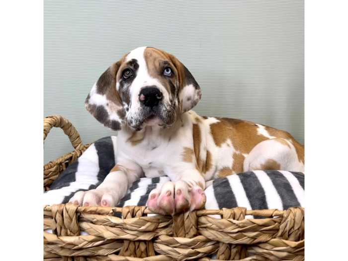 Magnificent Fawn Great Danes: 7 Awesome Things to Buy for a Fawn Great Dane 32 image 109