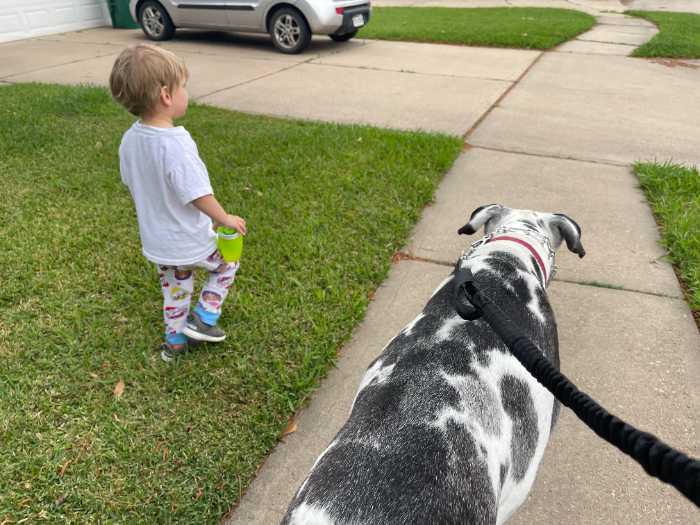 The 10 Most Adorable Great Dane Pictures 4 GREAT DANE PICTURES