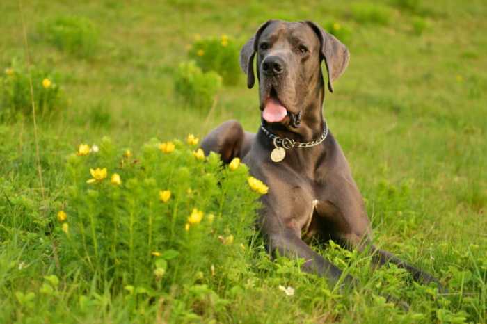 Great Dane Nutrition: 8 Must Knows for Feeding Your Dog the Best Diet for His Breed 2 Great Dane Nutrition