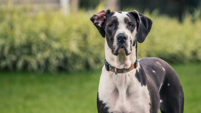 Great Dane Nutrition: 8 Must Knows for Feeding Your Dog the Best Diet for His Breed 3 Great Dane Nutrition