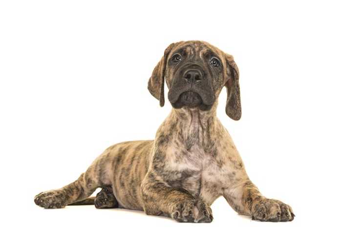 Great Dane Nutrition: 8 Must Knows for Feeding Your Dog the Best Diet for His Breed 4 Great Dane Nutrition