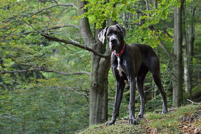 Great Dane Nutrition: 8 Must Knows for Feeding Your Dog the Best Diet for His Breed 5 Great Dane Nutrition