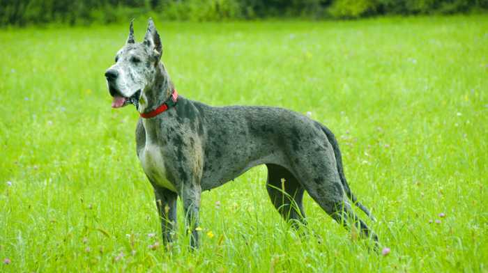 Great Dane Nutrition: 8 Must Knows for Feeding Your Dog the Best Diet for His Breed 17 Great Dane Nutrition
