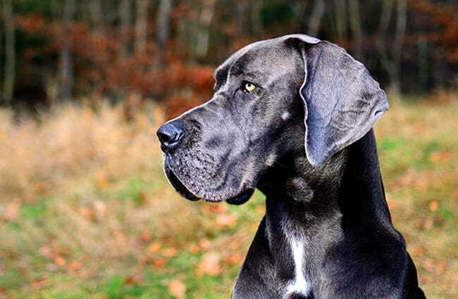 Bad Breeder Red Flags: Questions to Ask Dog Breeder BEFORE You Bring Home Your Adorable Puppy 8 Questions to Ask Dog Breeder