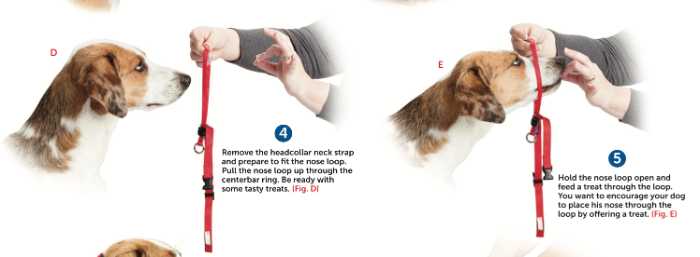 My Review of the Gentle Lead Head Harness 9 Gentle Lead