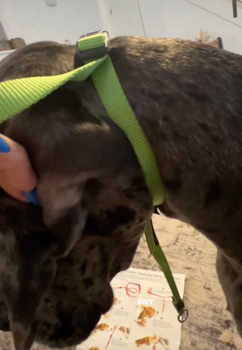 My Review of the Gentle Lead Head Harness 7 Gentle Lead