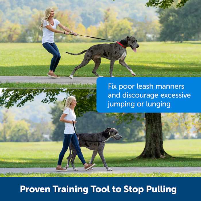 My Review of the Gentle Lead Head Harness 4 Gentle Lead