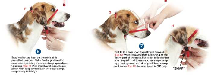My Review of the Gentle Lead Head Harness 11 Gentle Lead