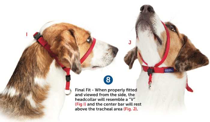 My Review of the Gentle Lead Head Harness 13 image 20