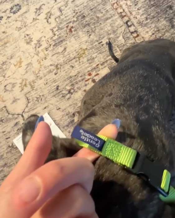 My Review of the Gentle Lead Head Harness 8 Gentle Lead