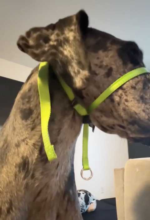 My Review of the Gentle Lead Head Harness 14 Gentle Lead