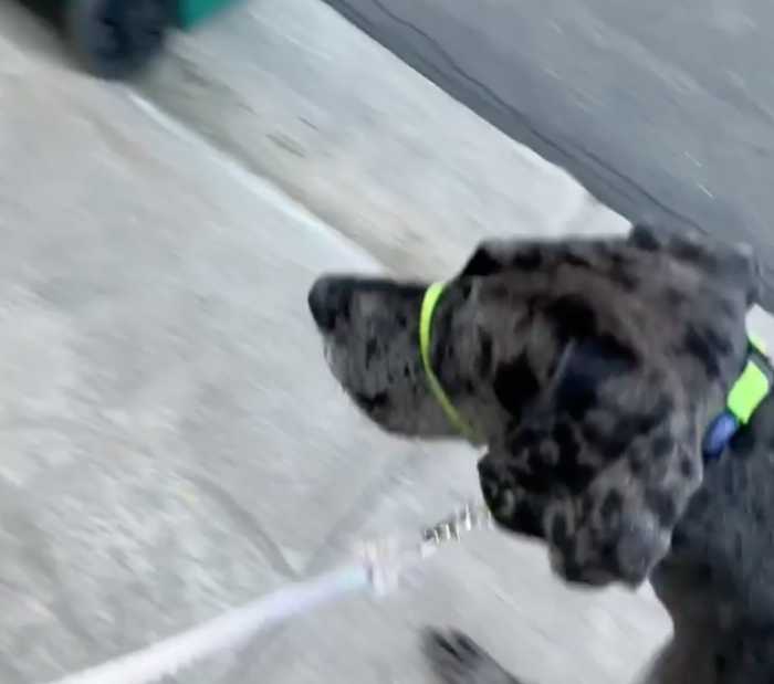 My Review of the Gentle Lead Head Harness 18 Gentle Lead