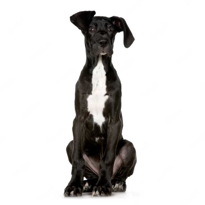 Black Great Dane Puppy: An Adorable Addition to Your Family 2 Black Great Dane Puppy